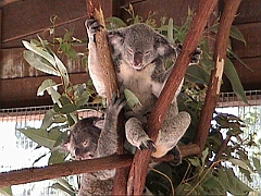 2001-12 Australie (Camescope)